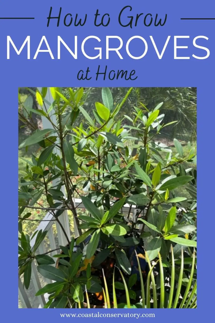 growing mangroves at home