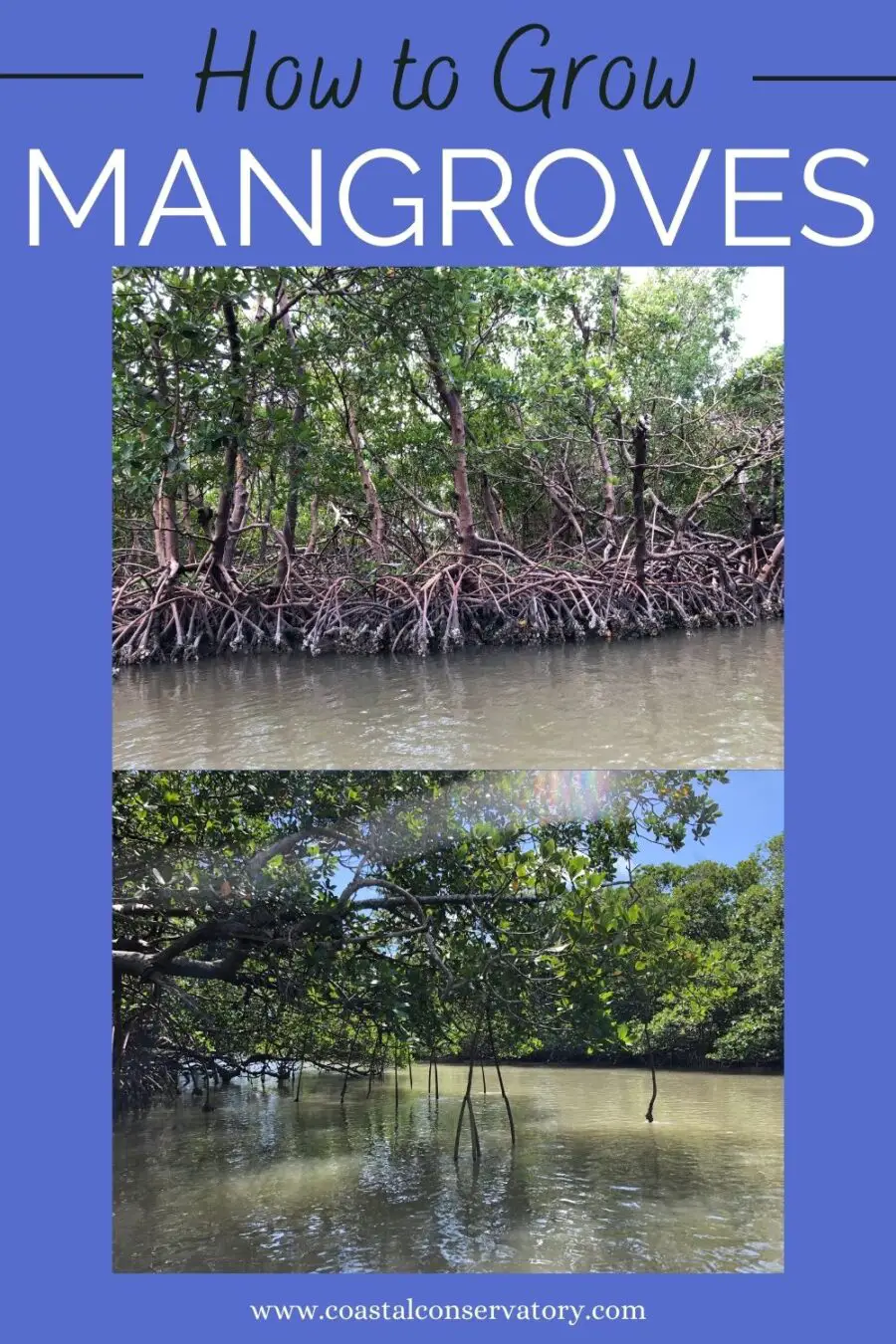 How to grow mangroves