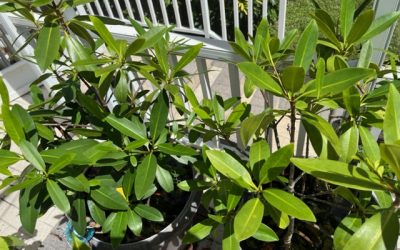 How to Grow Mangroves at Home