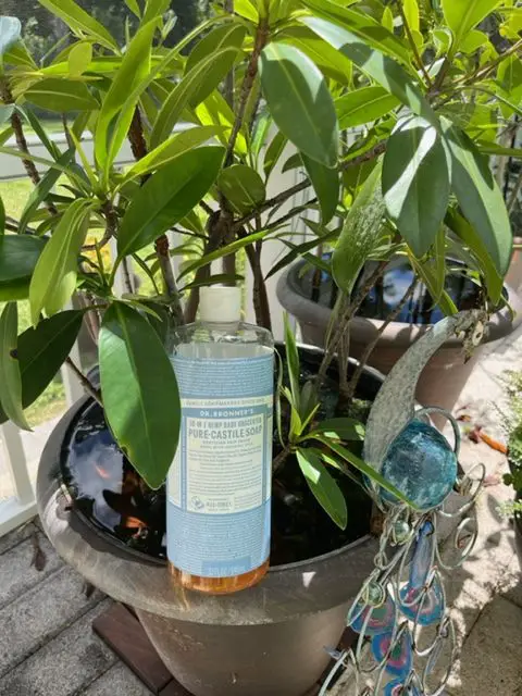 dr bronners mangroves mosquitoes