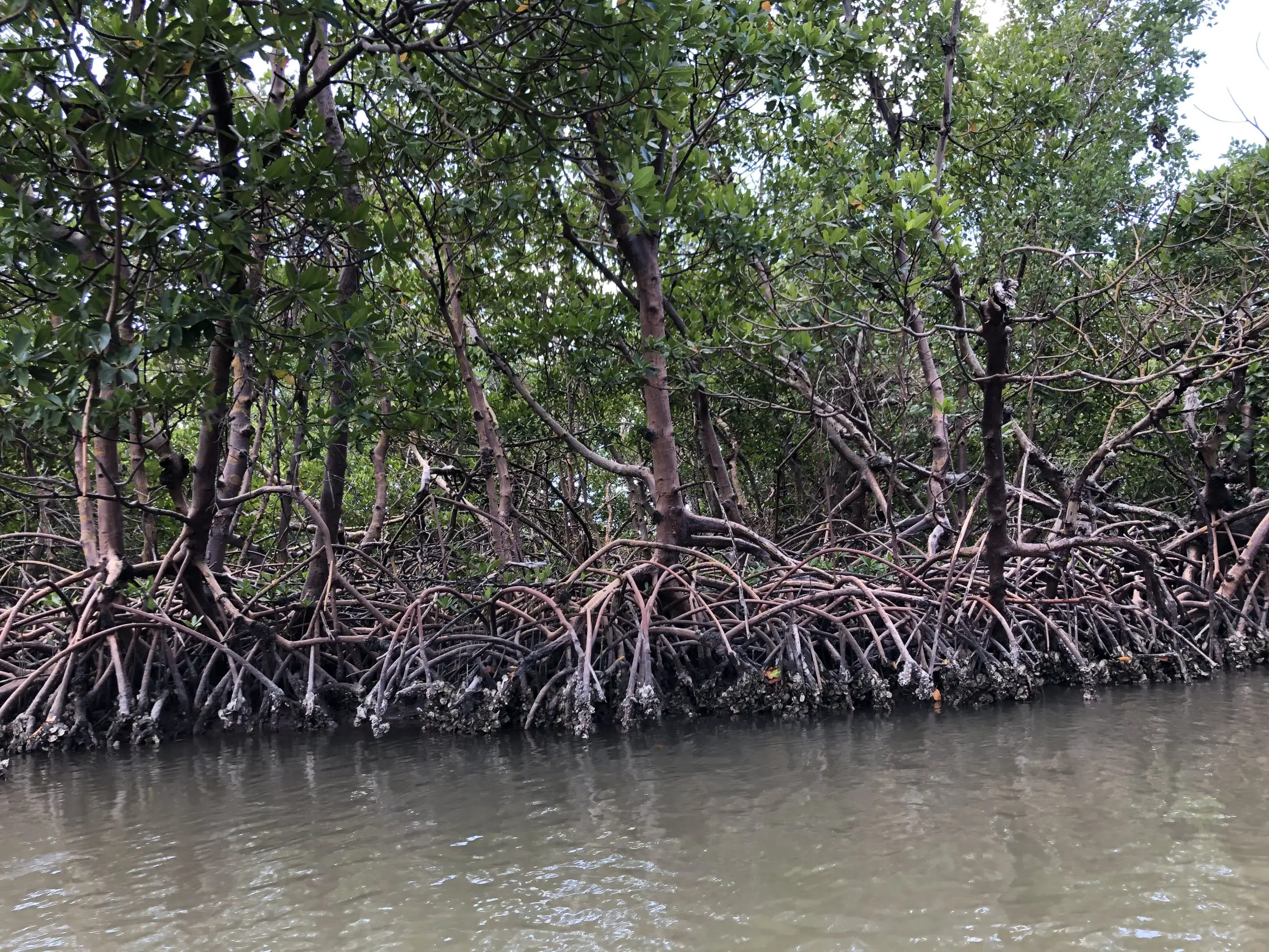 mangrove habitat swamp