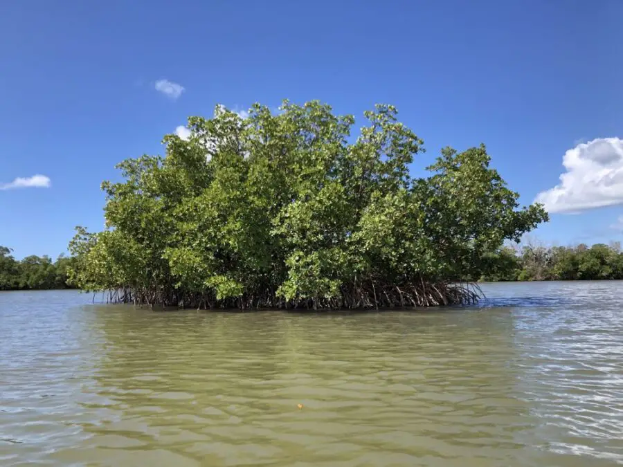 mangrove island