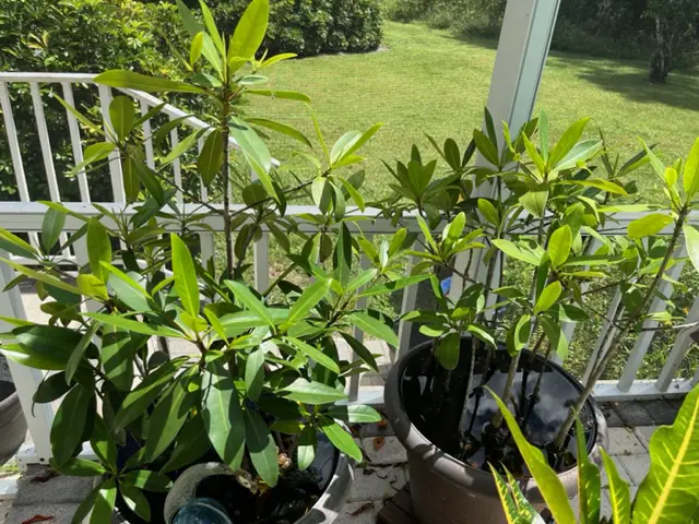 mangrove growing in pots