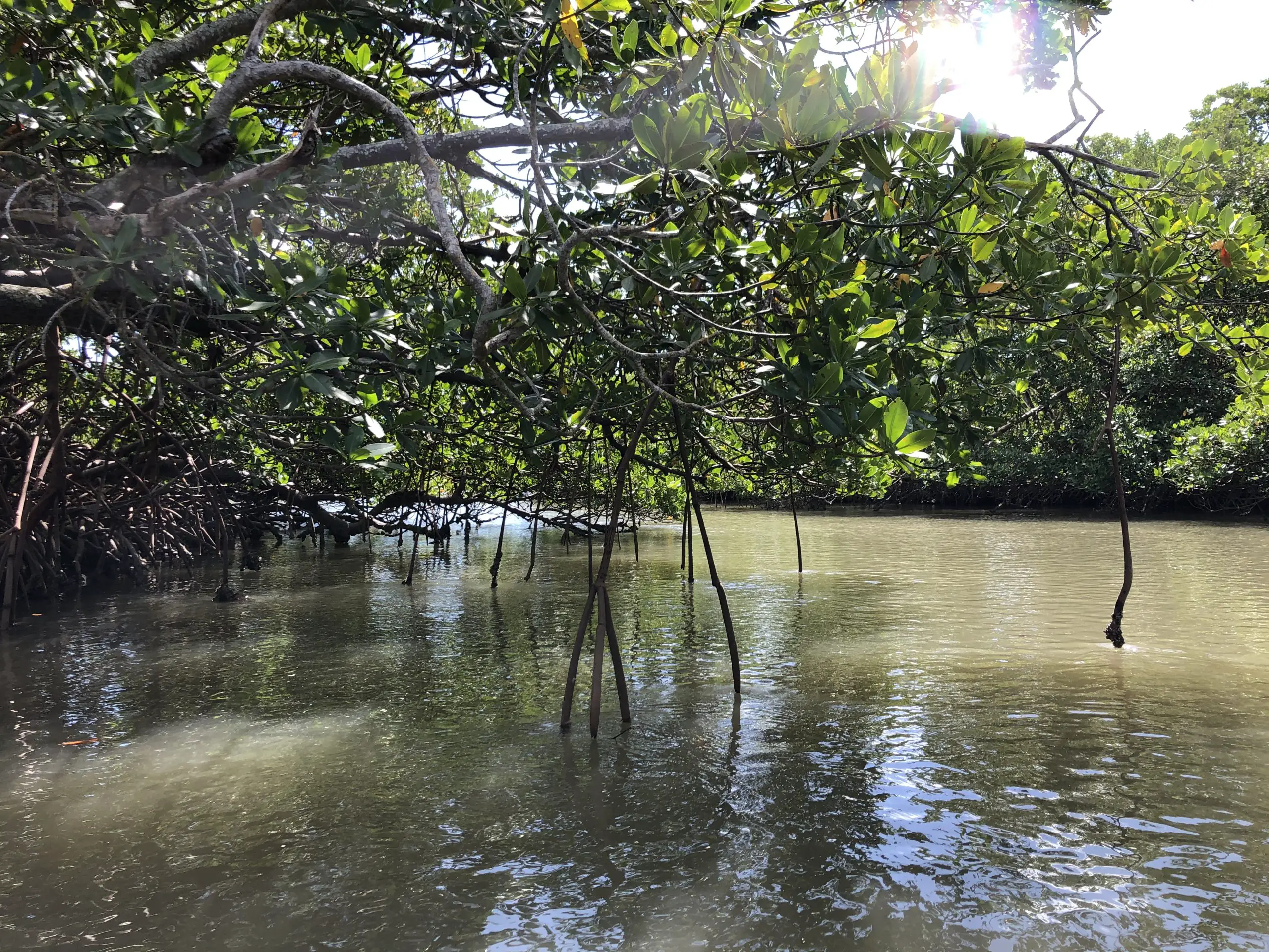 mangrove roots legs