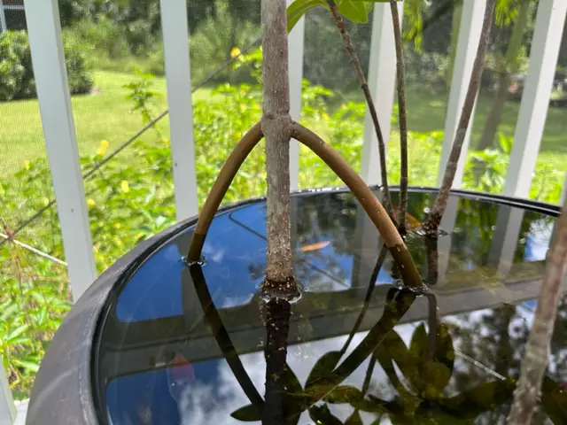 mangrove roots pot