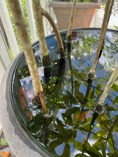 mangrove roots water pots