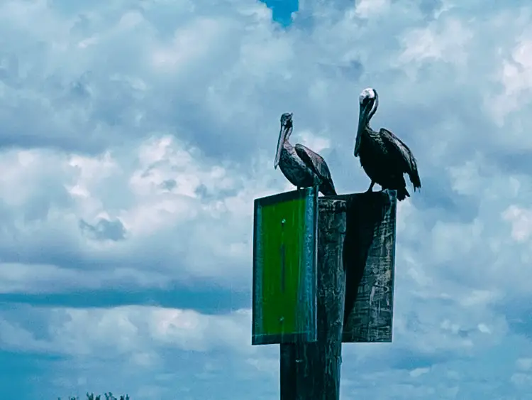 Naples pelicans
