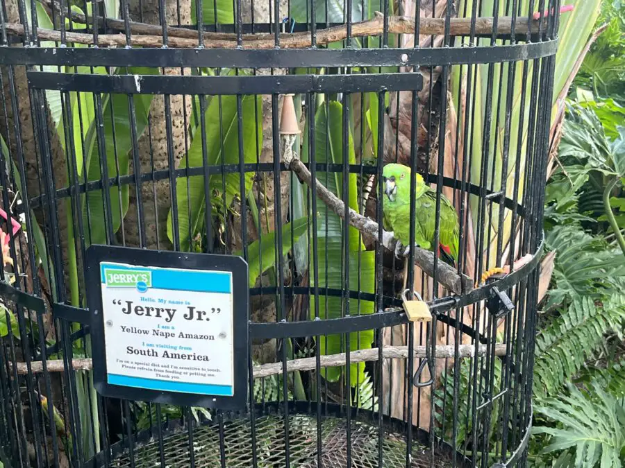 Jerry Jr. birds of Jerry's