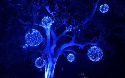 Naples Botanical Garden Night Lights in Gorgeous Pictures (2022)