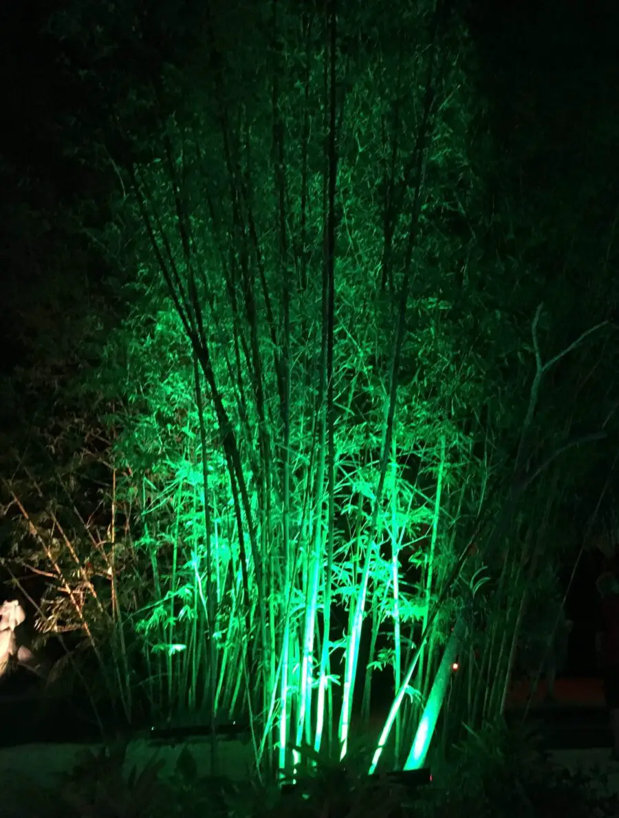 naples botanical garden night lights bamboo