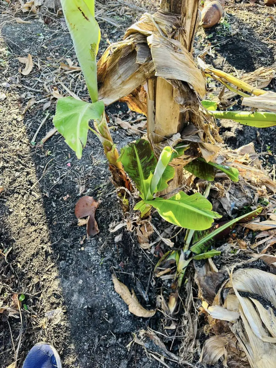 banana trees sanibel recovery Ian