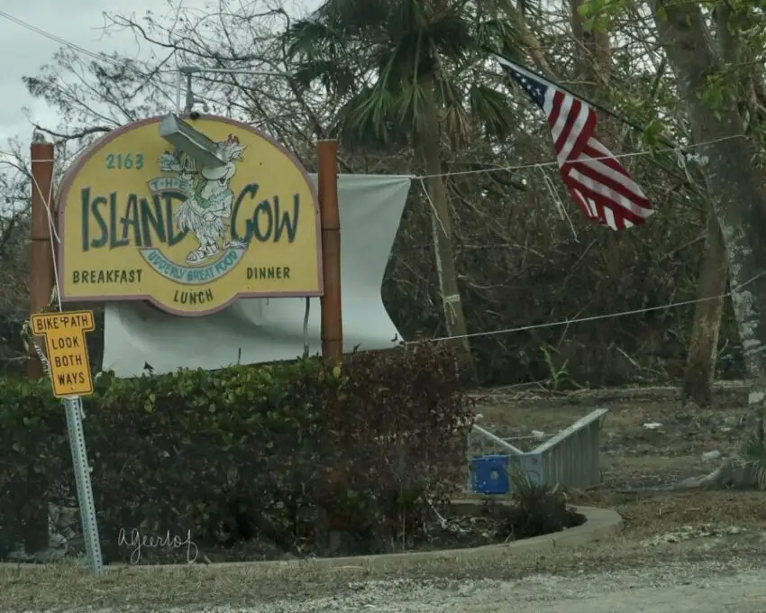 island cow flag Ian