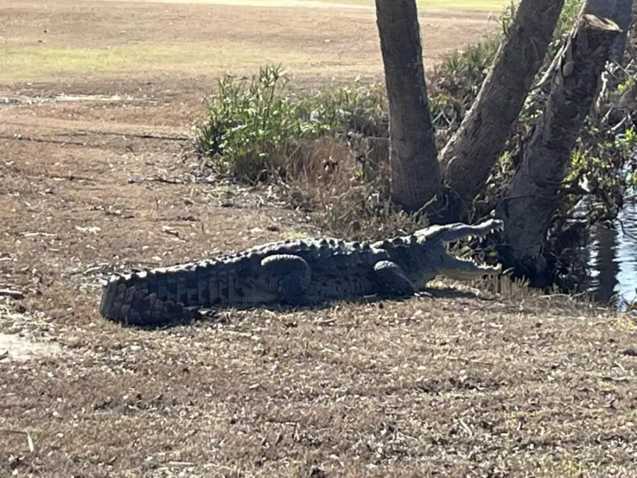 alligator after Ian sanibel golf course