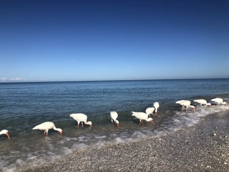 Naples beach birds
