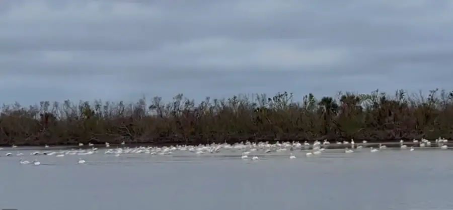 white pelicans ding darling after Ian