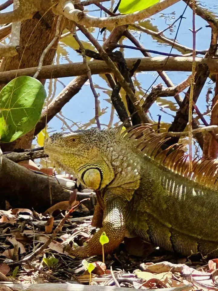 sanibel recovery iguana