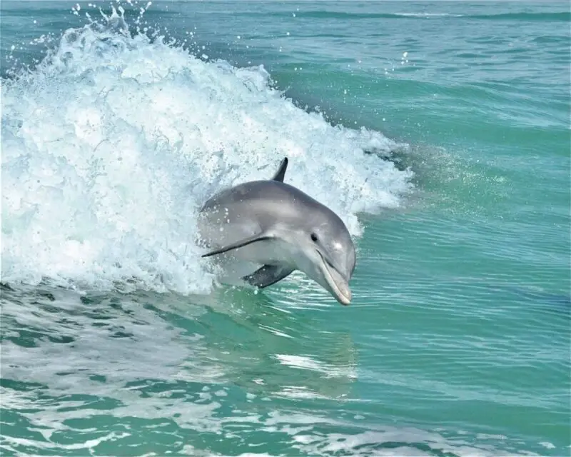 dolphin sanibel calendar