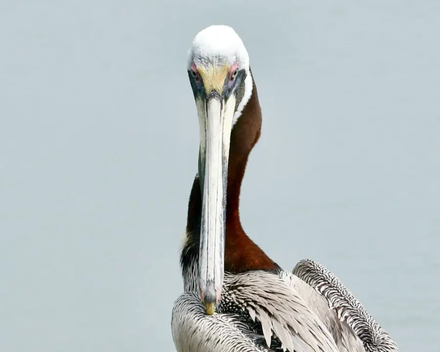 sanibel 2023 calendar pelican