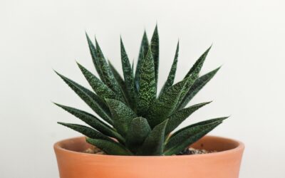 5 Easy Tips to Make Succulents Grow Faster