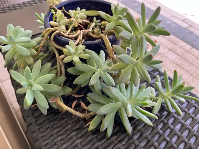 How to make succulents grow faster