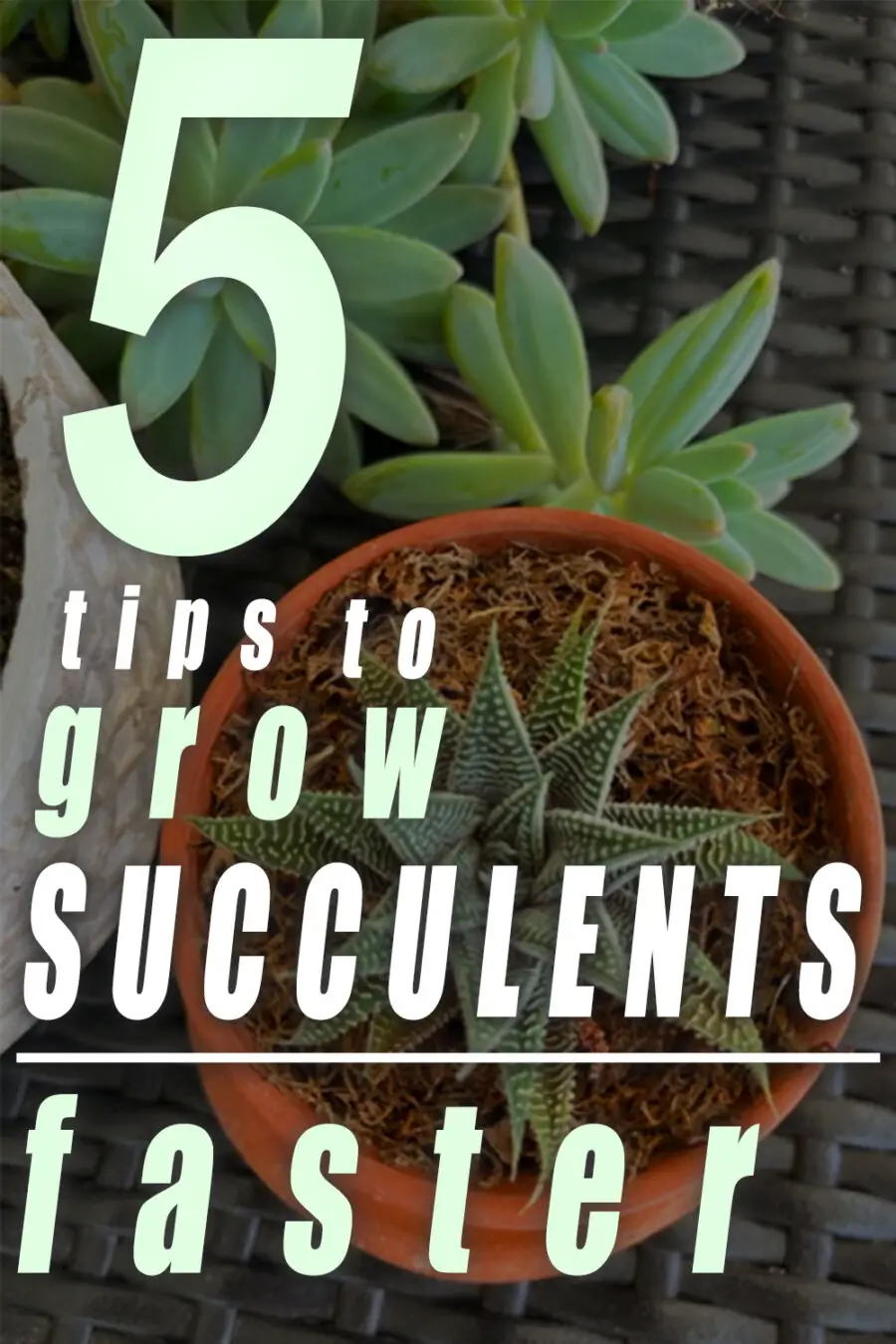 how to grow succulents faster